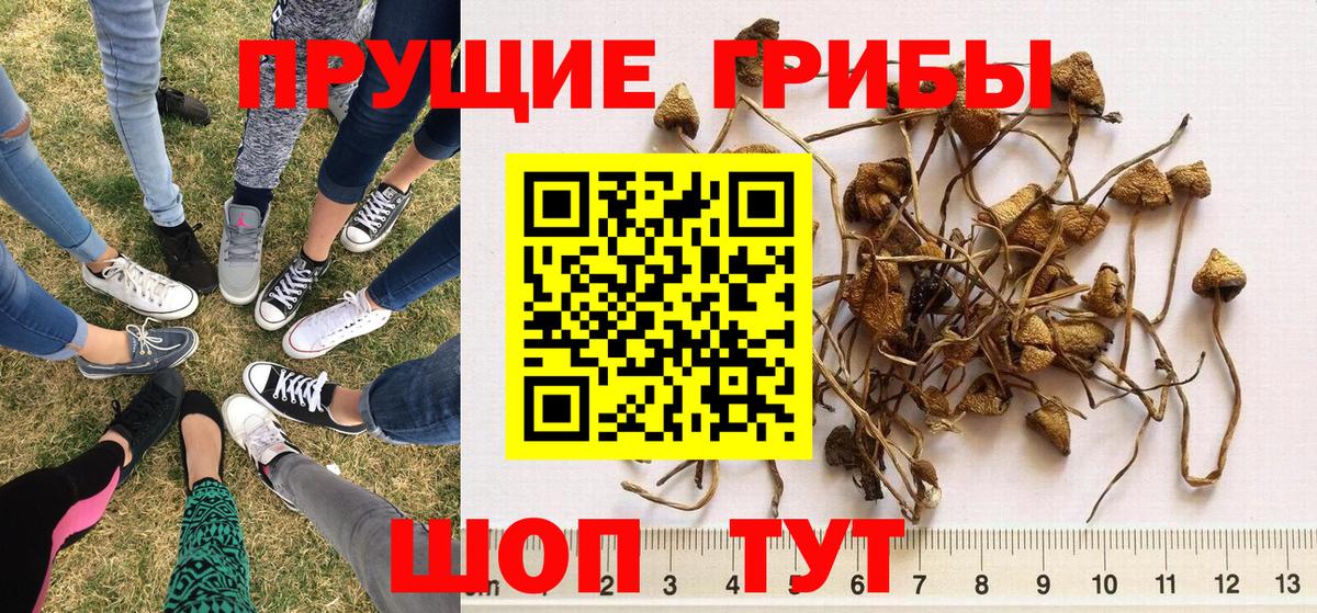 Галлюциногенные грибы Psilocybe Ишим